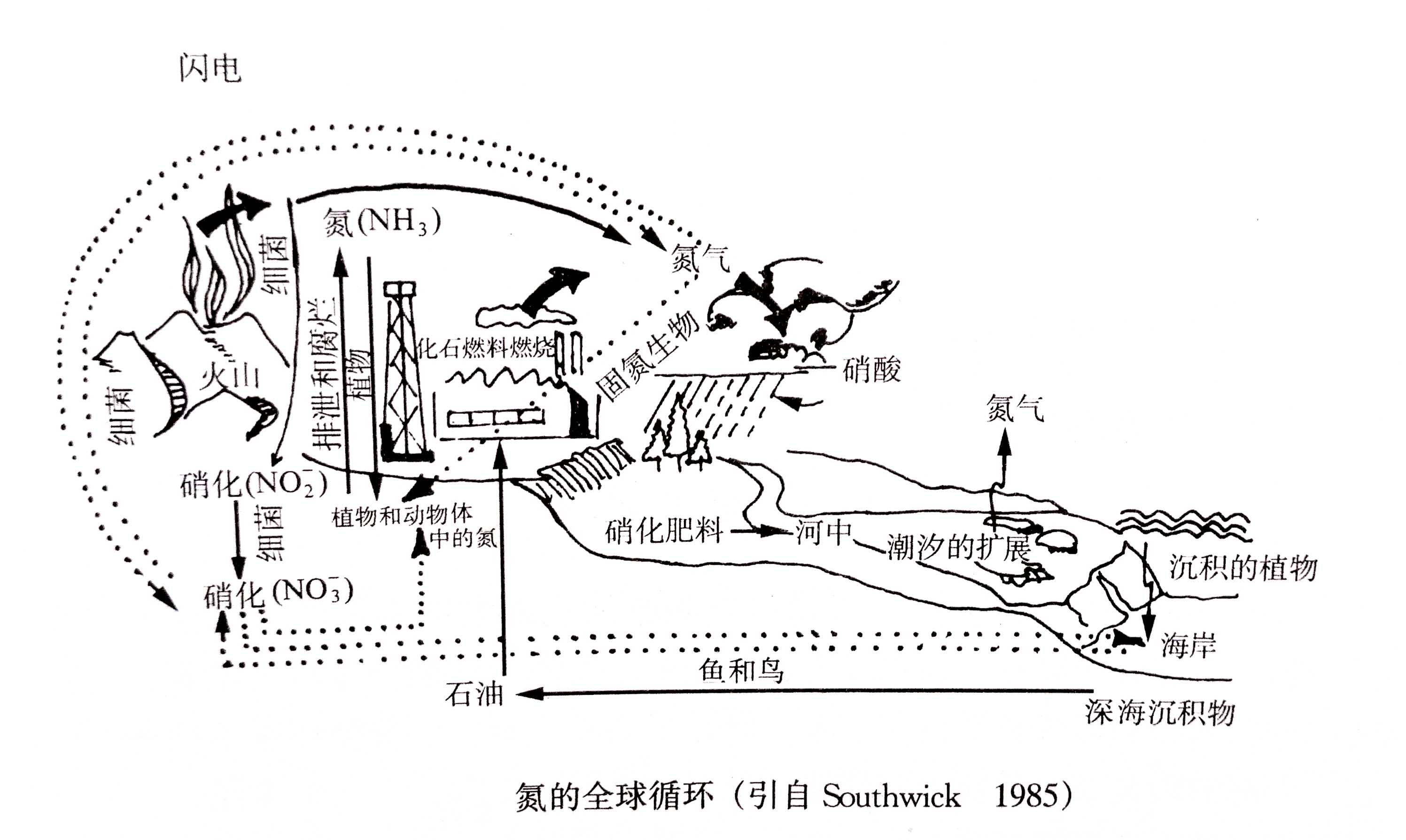 生態(tài)系統(tǒng)的物質(zhì)循環(huán)——氮、磷、硫循環(huán)